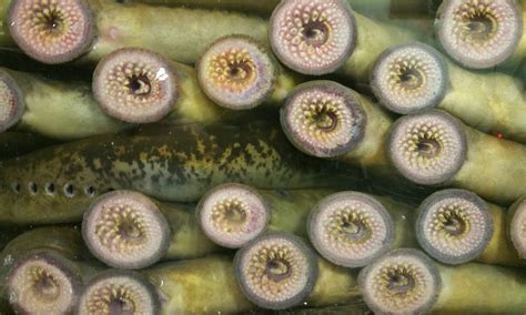diadromous fish|Diadromy – Dedicated to the knowledge and understanding of fish .